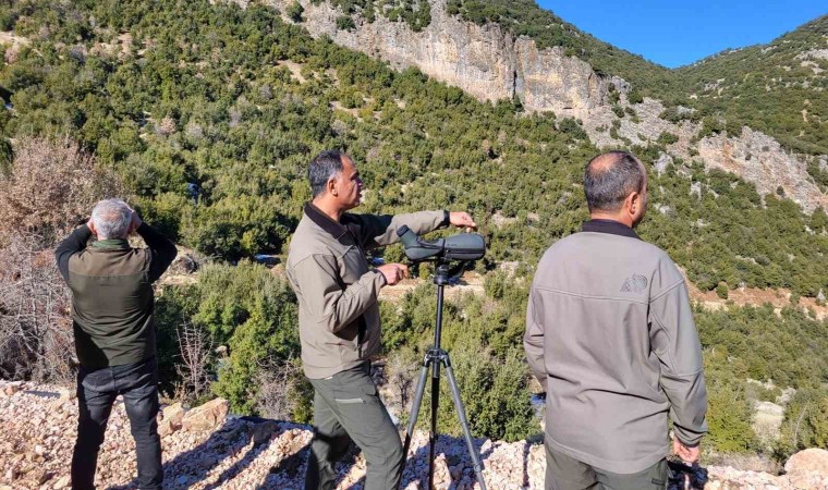 Adıyamanda yaban keçilerinin popülasyonu çıkartıldı