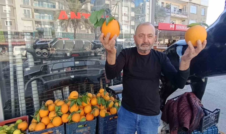 Antalyanın dev portakalları: 3 tanesi 2 kilo geliyor