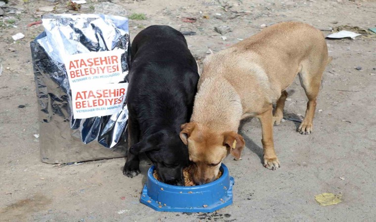 Ataşehir Belediyesi, sahiplenilen sokak köpeklerinin aşı ve mama ihtiyaçlarını karşılayacak