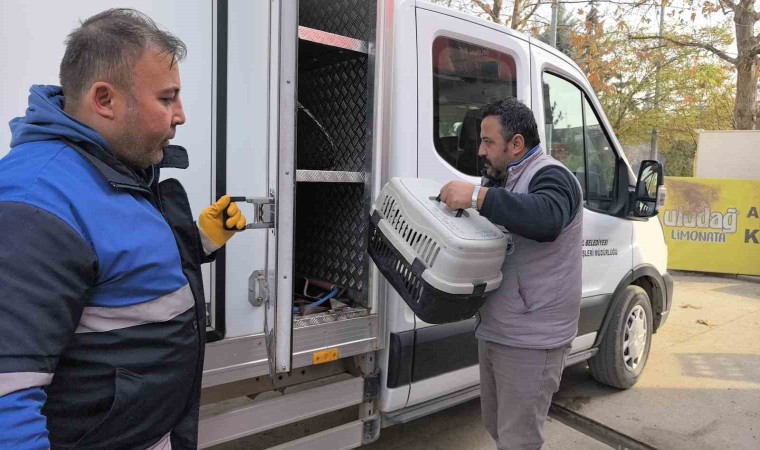 Bacağı kırılan kedi Devlet Hastanesi acile geldi, belediye sahip çıkıp tedaviye aldı