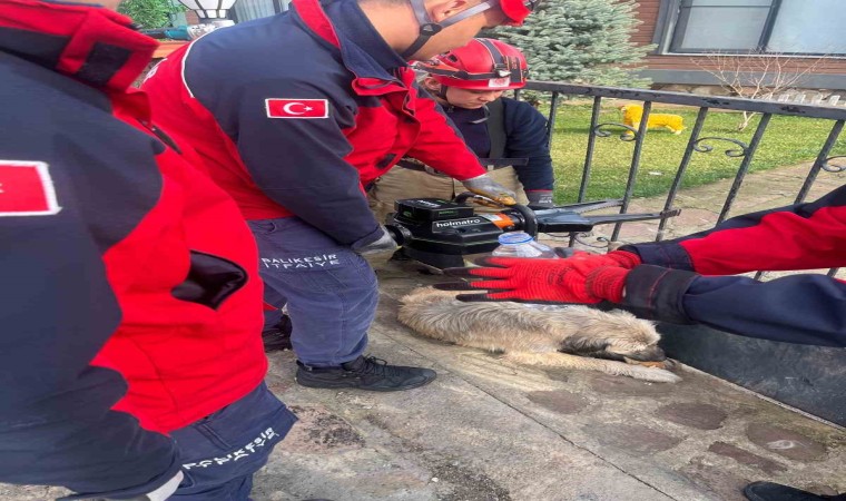 Balıkesirde bahçe kapısına sıkışan köpek kurtarıldı