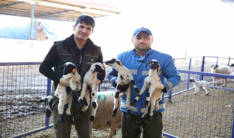 Başkan Çerçioğlunun “Aile Tipi Koyunculuk Projesi” her geçen gün büyüyor