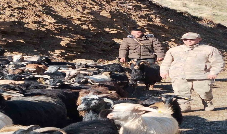 Batmanda kaybolan 130 keçi jandarma tarafından bulunarak sahibine teslim edildi