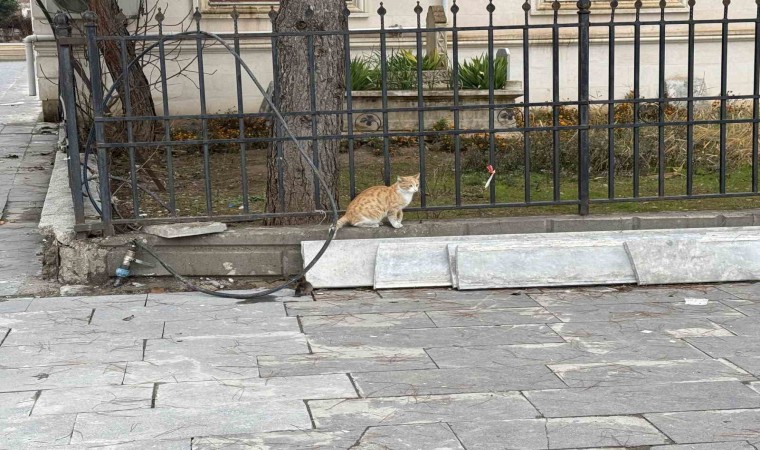 Batmanda kedi fareye diş geçiremedi