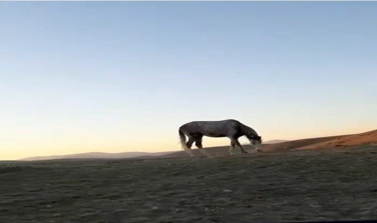 Bayburtta cirit sporcusunun atıyla kurduğu dostluk hayran bıraktı