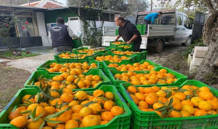 Belediye mandalina üreticilerinin yanında