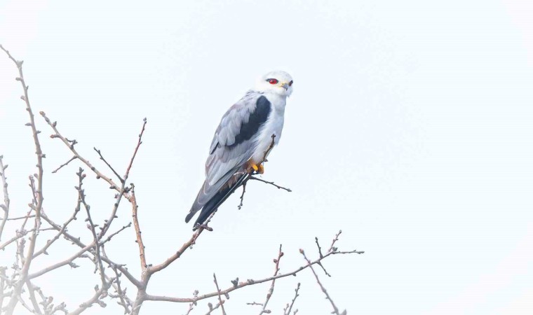 Bursanın yeni konuğu: Ak çaylak