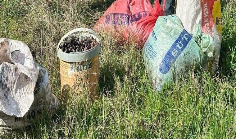 Çaldığı zeytinlerle suçüstü yakalandı