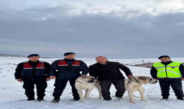 Çalınan çoban köpeklerini jandarma buldu