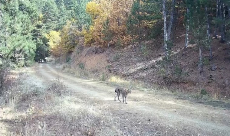 Çankırıda nesli tehlike altında olan vaşak ve yavruları kamerada