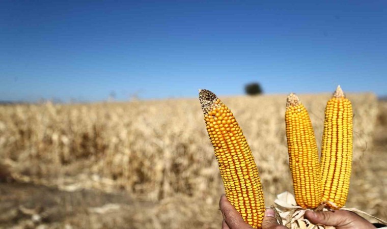 Denizli Büyükşehir mısır piyasasını canlandırmak için 61 ton alım yapacak