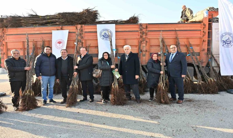 Denizli cevizin başkenti olma yolunda ilerliyor