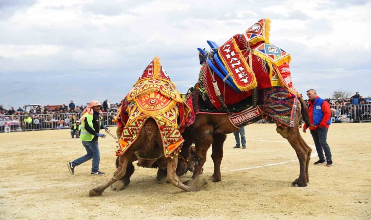 Efelerdeki deve güreşi festivali ertelendi