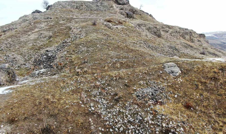 Elazığdaki Palu Kalesinde dağ keçileri dronla havadan görüntülendi