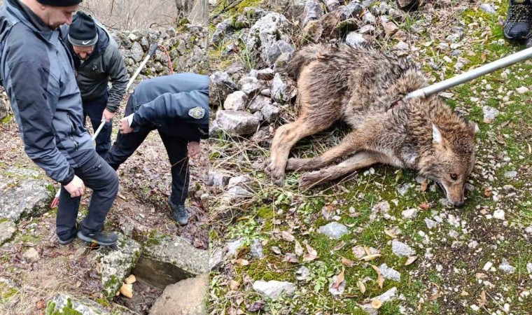 Erzincanda yaralı kurt kurtarıldı