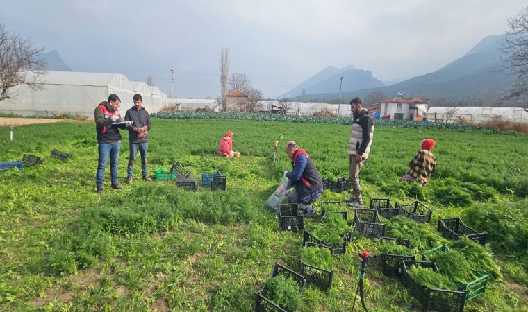 Eskişehirde yaprağı yenen sebzelerde kalıntıyla mücadele çalışmaları devam ediyor