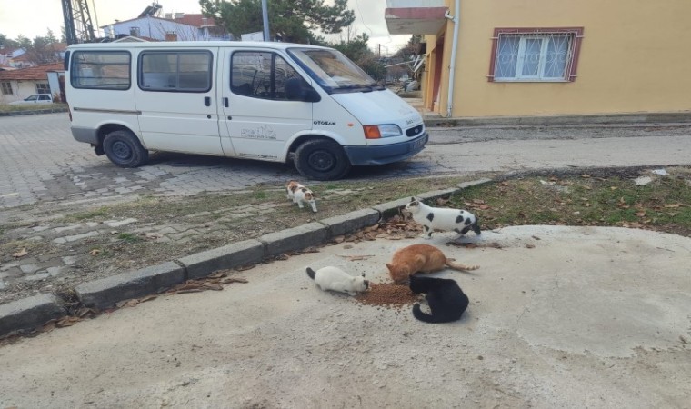 Gedizde sokak hayvanlarına mama desteği