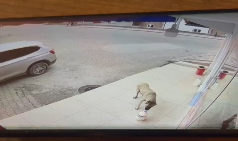 Her gün kaybolan süt bidonunu anne köpeğin aldığı ortaya çıktı