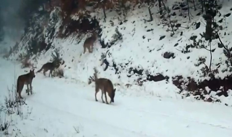 Ilgaz Dağındaki yaban hayatı fotokapanla görüntülendi