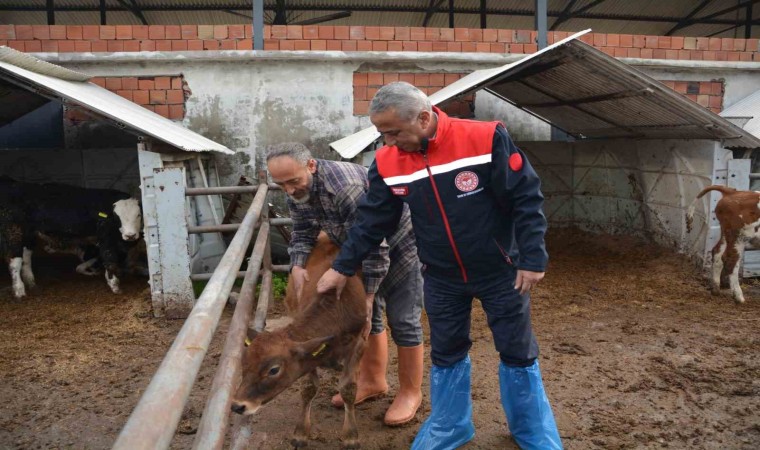 Jersey projesiyle süt üretimi ve hayvansal üretimden elde edilen gelir arttı