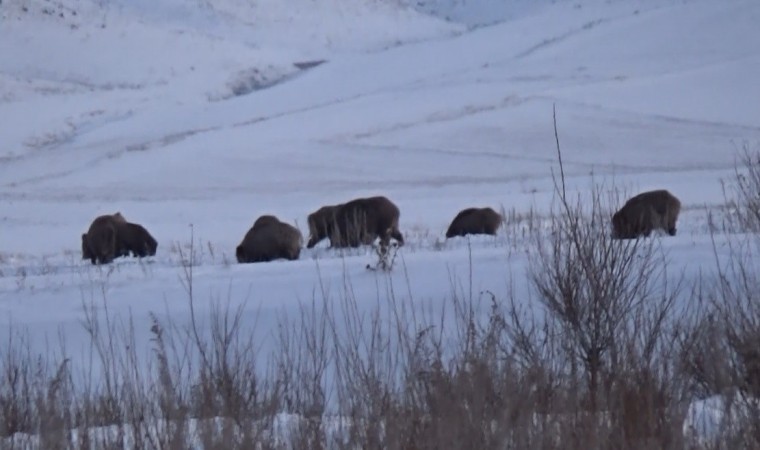 Karsta domuz sürüsü ve kurtlar aynı karede