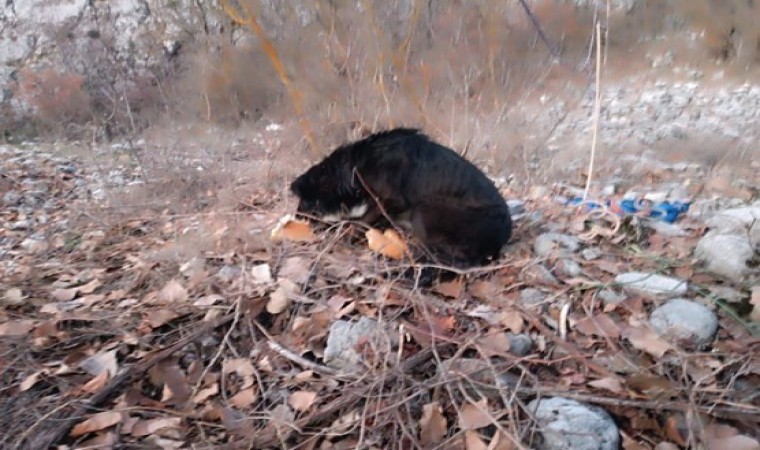 Kayalıklarda mahsur kalan 2 köpek kurtarıldı