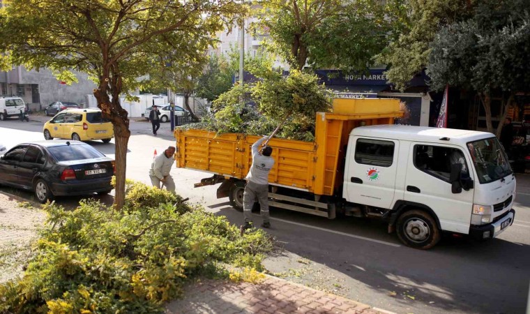 Kepezde ağaçları kış ve bahar mevsimine hazırlanıyor