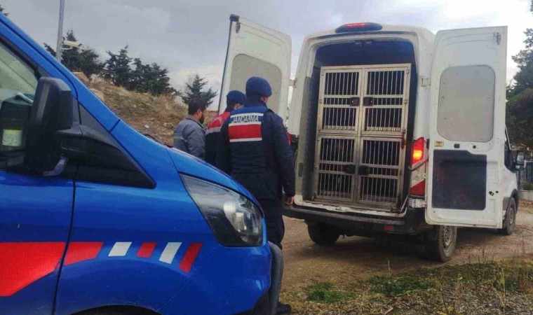 Kırıkkalede dövüştürülen köpekler kurtarıldı, sorumlulara para cezası uygulandı