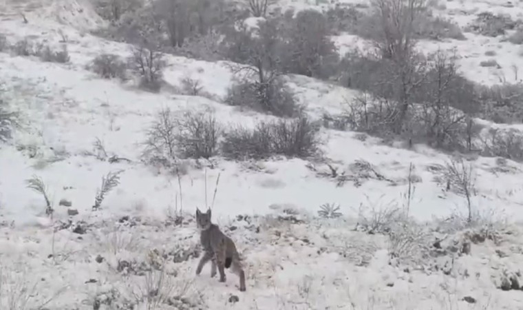 Kırmızı listedeki vaşak Erzincanda görüntülendi