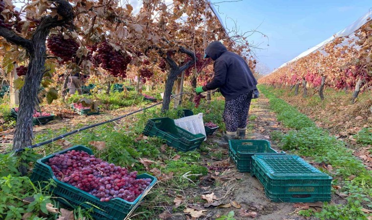 Kış geldi Sarıgölde üzüm hasadı devam ediyor