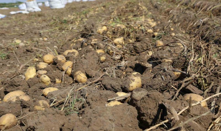 Konya Şekerden üreticilere patates bedeli ödemesi