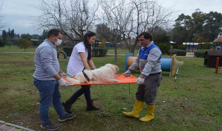 Konyaaltı Belediyesinden hayvan bakım ve hijyen eğitimi