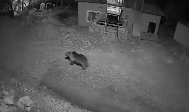 Köyün içinde ayı, kurt ve tilki aynı gece kameraya yakalandı