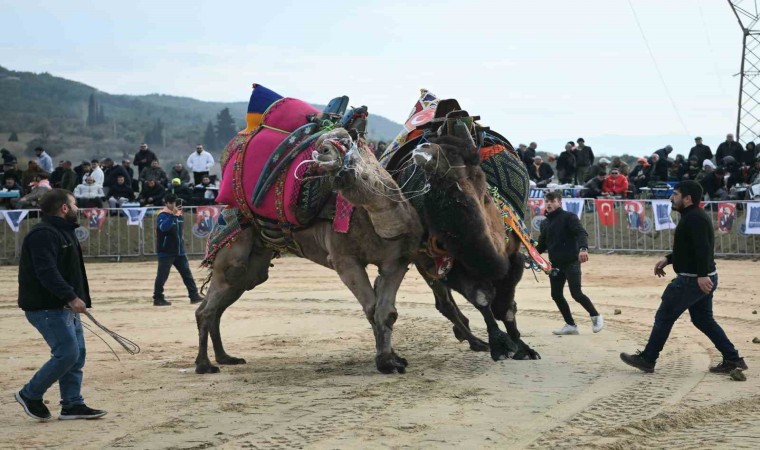 Kuşadasında deve güreşi festivali renkli görüntülere sahne oldu