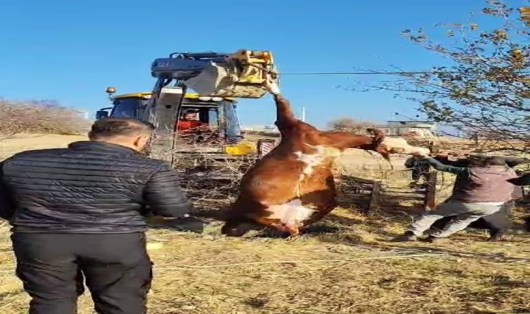 Kuyuya düşen inek kurtarıldı