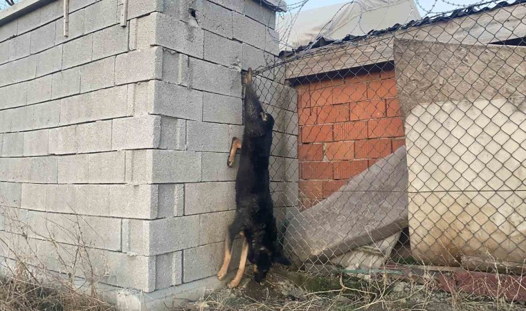 Mamak Belediyesinin barınağında köpeklere işkence iddiası