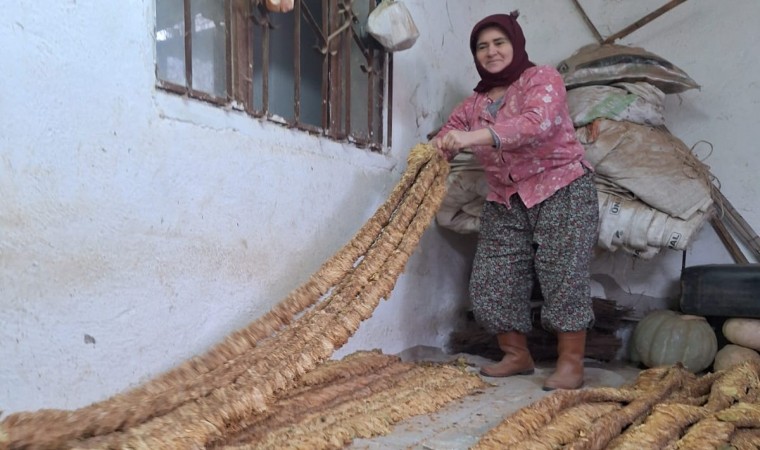 Manisalı kadın üretici organik tütün yetiştirmeye devam ediyor