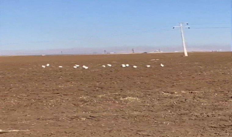 Mardinde akbalıkçıl kuşları erken görüldü