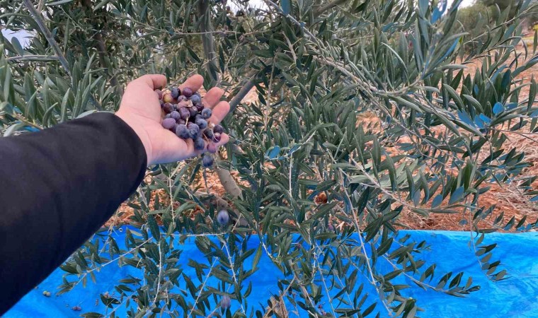 Mayıslar Mahallesinde soğuk havaya rağmen 300 kilo zeytin zeytin hasat edildi