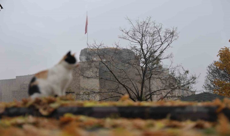 Medeniyetler beşiği Harputta kedili manzaralar