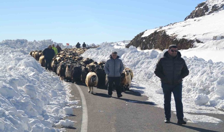 Muşta 2 bin koyun mahsur kaldı