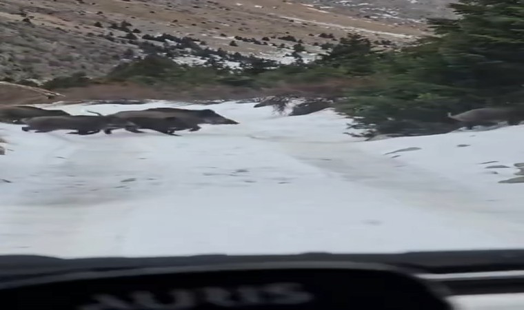 Niğdede yaban domuzu sürüsü görüntülendi