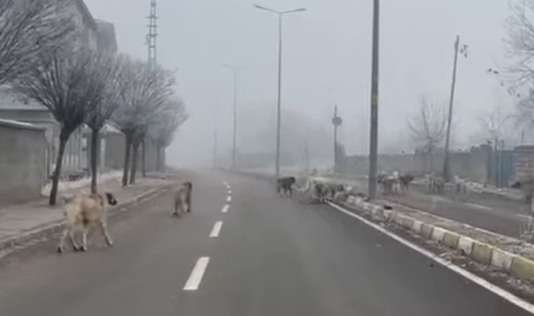 Patnosta başıboş köpekler tehlike saçıyor