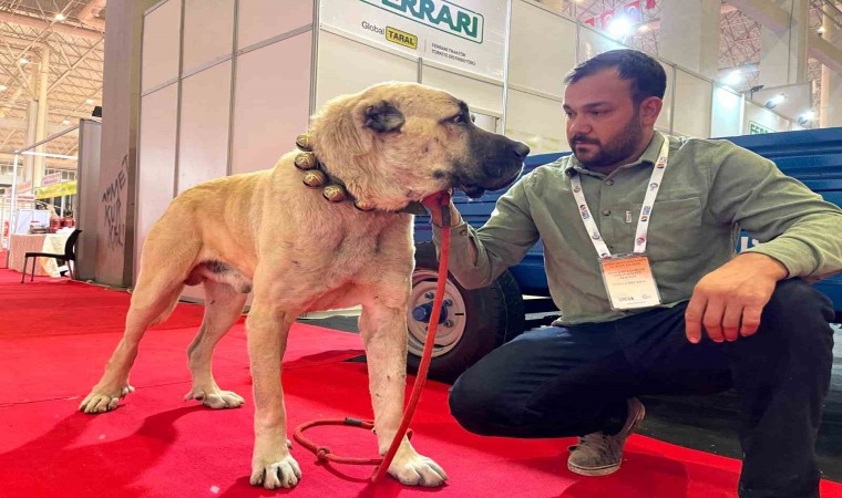 Şanlıurfada çobanların vazgeçilmezi: Guregh köpekleri