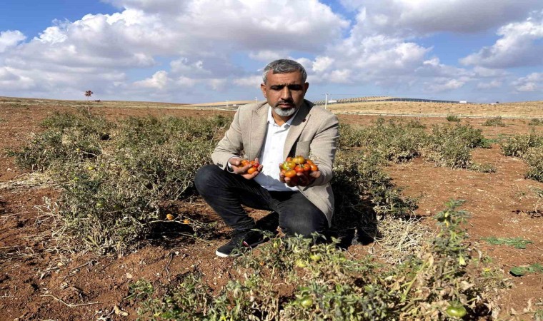 Şanlıurfanın kıraç arazilerinde yetişen bej domates koruma altına alınıyor