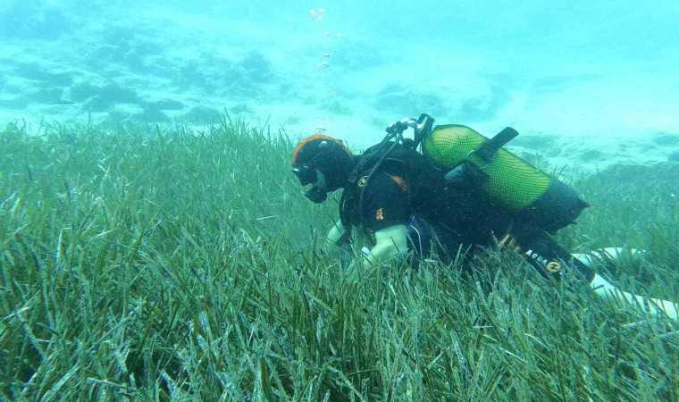 Saros ve Göcekte deniz çayırları ve mercan habitatlarının korunması çalışmaları devam ediyor