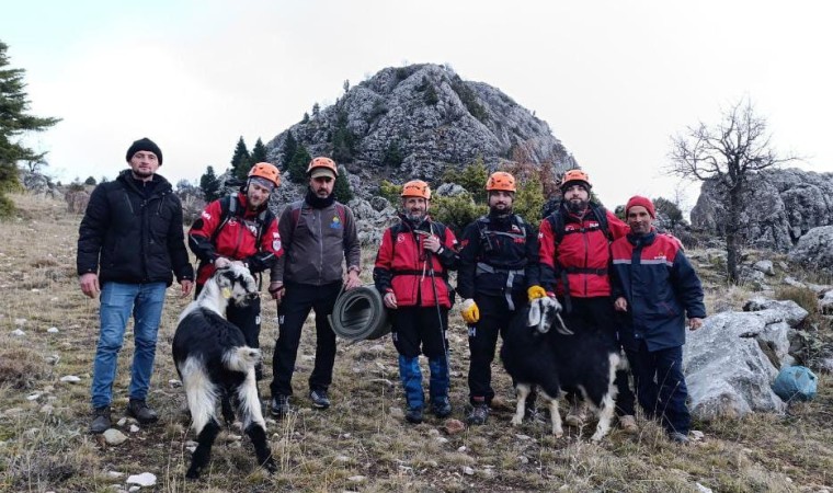 Sarp kayalıklarda keçi kurtarma operasyonu