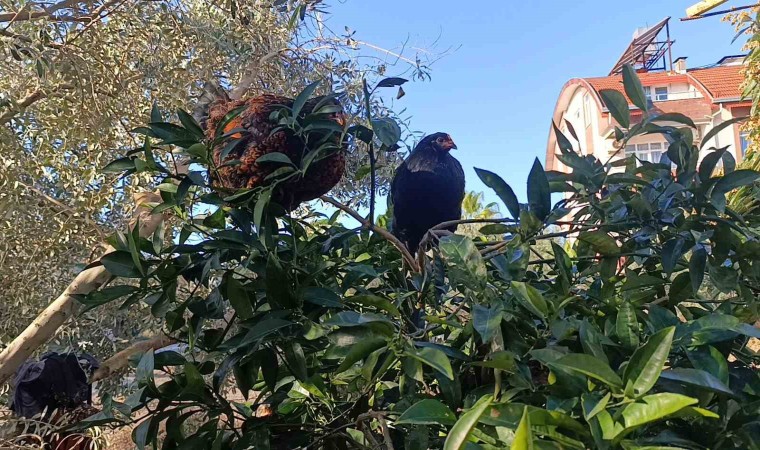 Sel felaketi sonrası kümese girmeye korkan tavuklar ağaçta uyumaya başladı