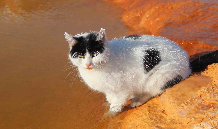 Sibirya soğuğunda adeta donan kedi termal su kenarında ısınmaya çalıştı