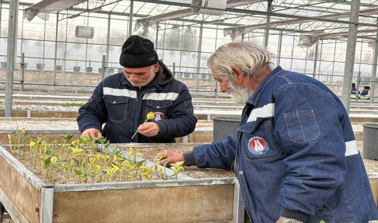 Sincan Belediyesi seralarına açık köklü meyve fidanları eklendi